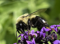 Bombus impatiens