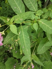 Impatiens glandulifera