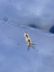 Dasychira meridionalis