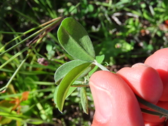 Indigofera sp-aff-platypoda