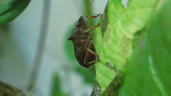 Picromerus bidens