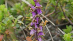 Orchis spitzelii
