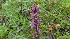 Orchis spitzelii