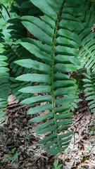 Polystichum acrostichoides