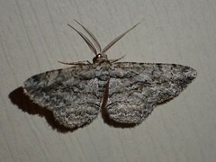 Anavitrinella pampinaria