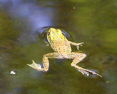 Lithobates