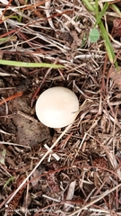 Lycoperdon pratense