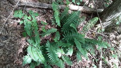 Polystichum acrostichoides