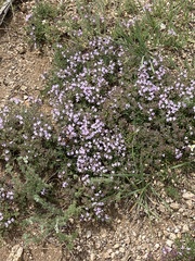 Erodium cicutarium