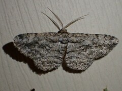 Anavitrinella pampinaria