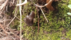 Helvella macropus