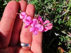Indigofera sp-aff-platypoda