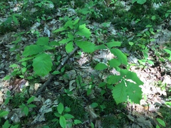 Quercus montana