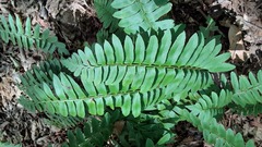 Polystichum acrostichoides