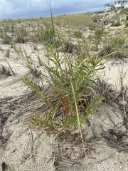 Solidago sempervirens