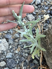 Gnaphalieae