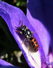 Masarinae