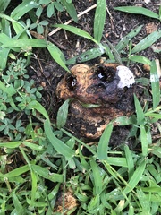 Pisolithus tinctorius
