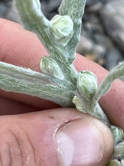 Gnaphalieae