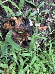 Pisolithus tinctorius