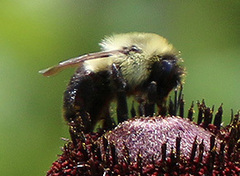 Bombus impatiens