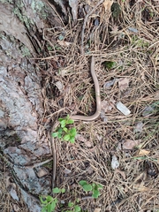 Anguis fragilis