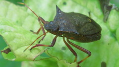 Picromerus bidens