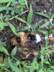 Pisolithus tinctorius