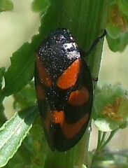 Cercopis vulnerata