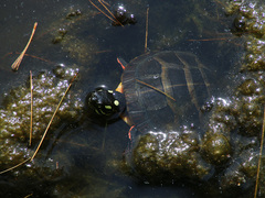 Chrysemys picta picta