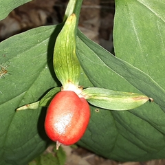 Trillium undulatum