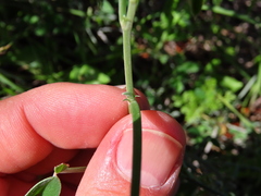 Indigofera sp-aff-platypoda