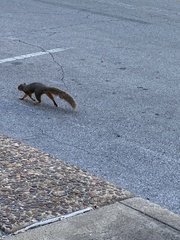 Sciurus niger