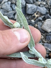 Gnaphalieae