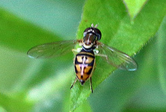 Toxomerus marginatus