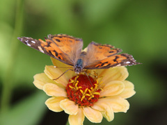 Vanessa virginiensis