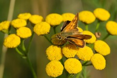 Ochlodes sylvanoides