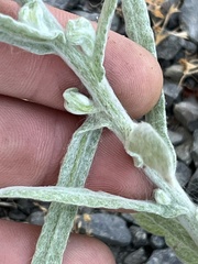 Gnaphalieae