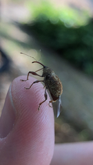 Curculio glandium