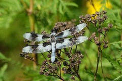 Libellula forensis
