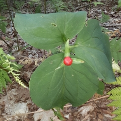 Trillium undulatum