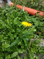 Sonchus arvensis uliginosus