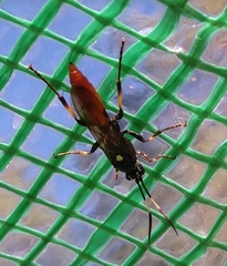 Protichneumon pisorius