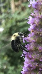 Bombus impatiens