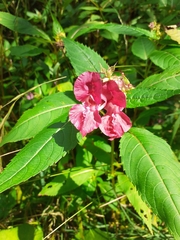 Impatiens glandulifera