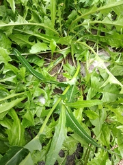 Sonchus arvensis uliginosus