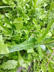 Sonchus arvensis uliginosus