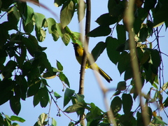 Icterus mesomelas