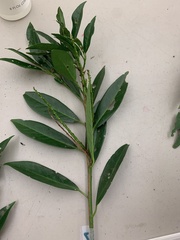 Magnoliopsida