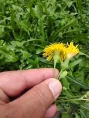 Sonchus arvensis uliginosus